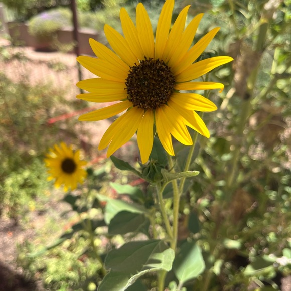 Like to be notified when I’m live! - Picture 3 of 4